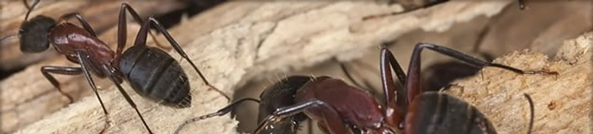 Close-up of ants on wood showing an active ant infestation in San Francisco, CA