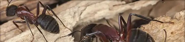 Close-up of ants on wood showing an active ant infestation in San Francisco, CA