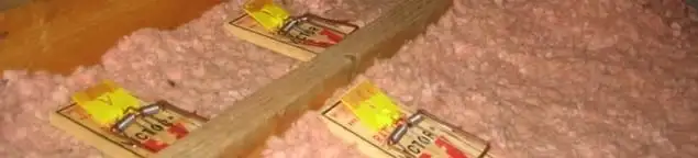Mouse traps placed in an attic for rodent control in San Francisco, CA