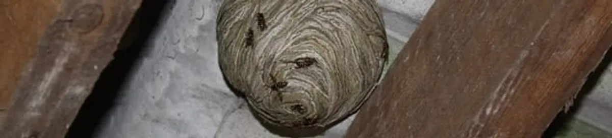 Wasp nest in an attic space, a common home infestation risk in San Francisco, CA