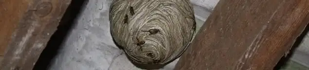 Wasp nest in an attic space, a common home infestation risk in San Francisco, CA