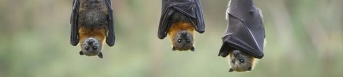Bats roosting together, a common sign of a bat infestation in San Francisco, CA