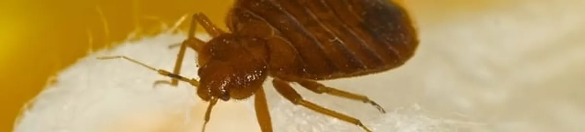 Close-up of a bed bug, a sign of an active infestation in San Francisco, CA