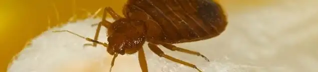 Close-up of a bed bug, a sign of an active infestation in San Francisco, CA