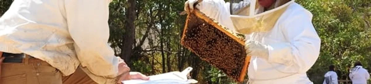 Bee removal specialists relocating a hive and honeycomb safely in San Francisco, CA