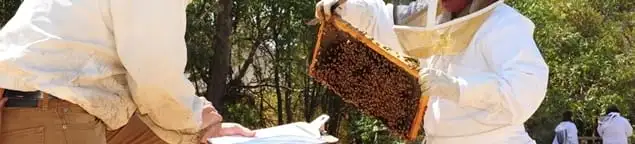 Bee removal specialists relocating a hive and honeycomb safely in San Francisco, CA