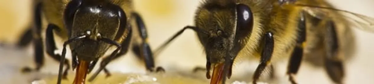 Close-up of honey bees, a sign of a nearby hive in San Francisco, CA