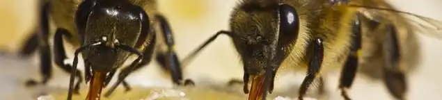 Close-up of honey bees, a sign of a nearby hive in San Francisco, CA