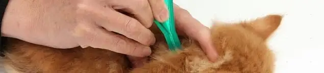 Flea treatment for pets using a flea comb, a sign of flea problems in San Francisco, CA