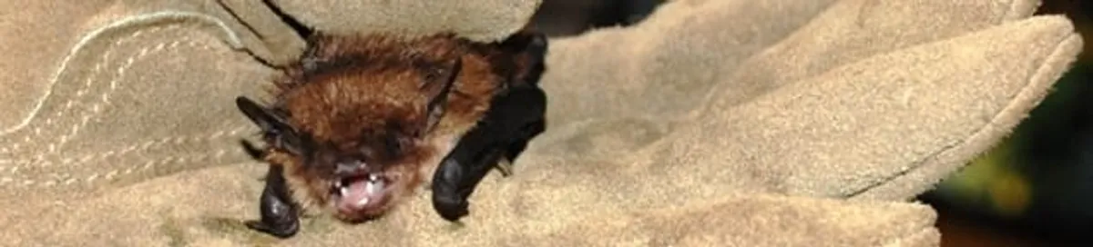 Bat removal specialist holding a bat safely during humane exclusion in San Francisco, CA