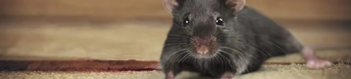 Mouse indoors, a common sign of a rodent infestation in San Francisco, CA
