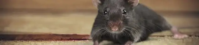 Mouse indoors, a common sign of a rodent infestation in San Francisco, CA