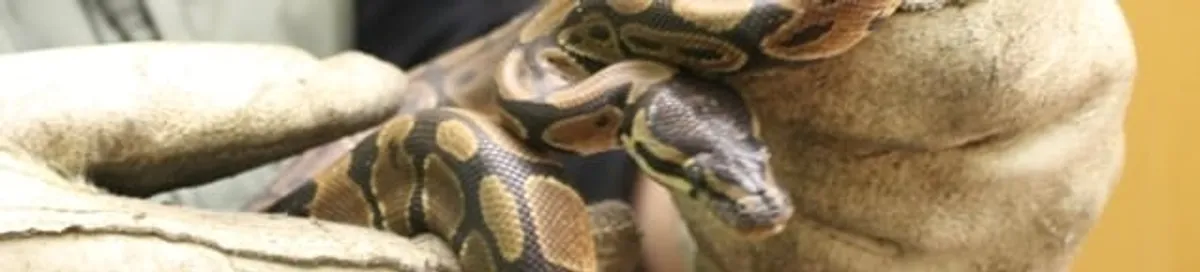 Snake removal specialist safely handling a snake with protective gloves in San Francisco, CA