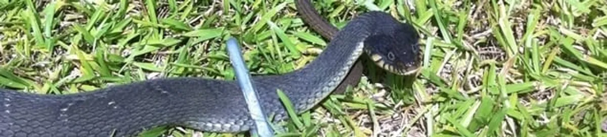 Snake in a yard, a common sign of a snake problem near a home in San Francisco, CA