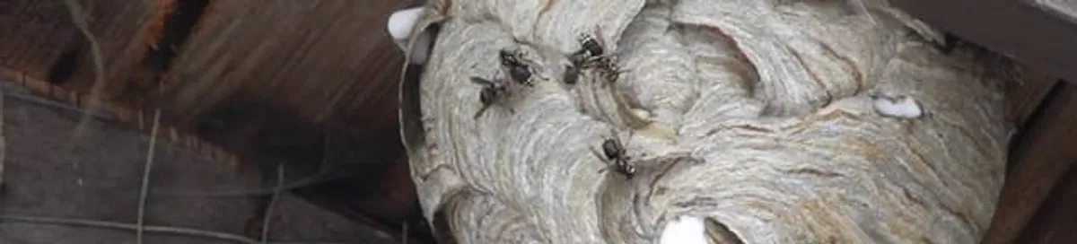 Close-up of a wasp nest with active wasps, a sign of an infestation in San Francisco, CA