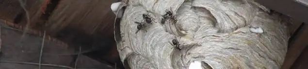 Close-up of a wasp nest with active wasps, a sign of an infestation in San Francisco, CA